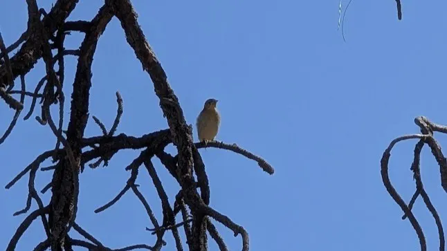 Photograph of a Bullocks Oriole leaving their nest in Washington